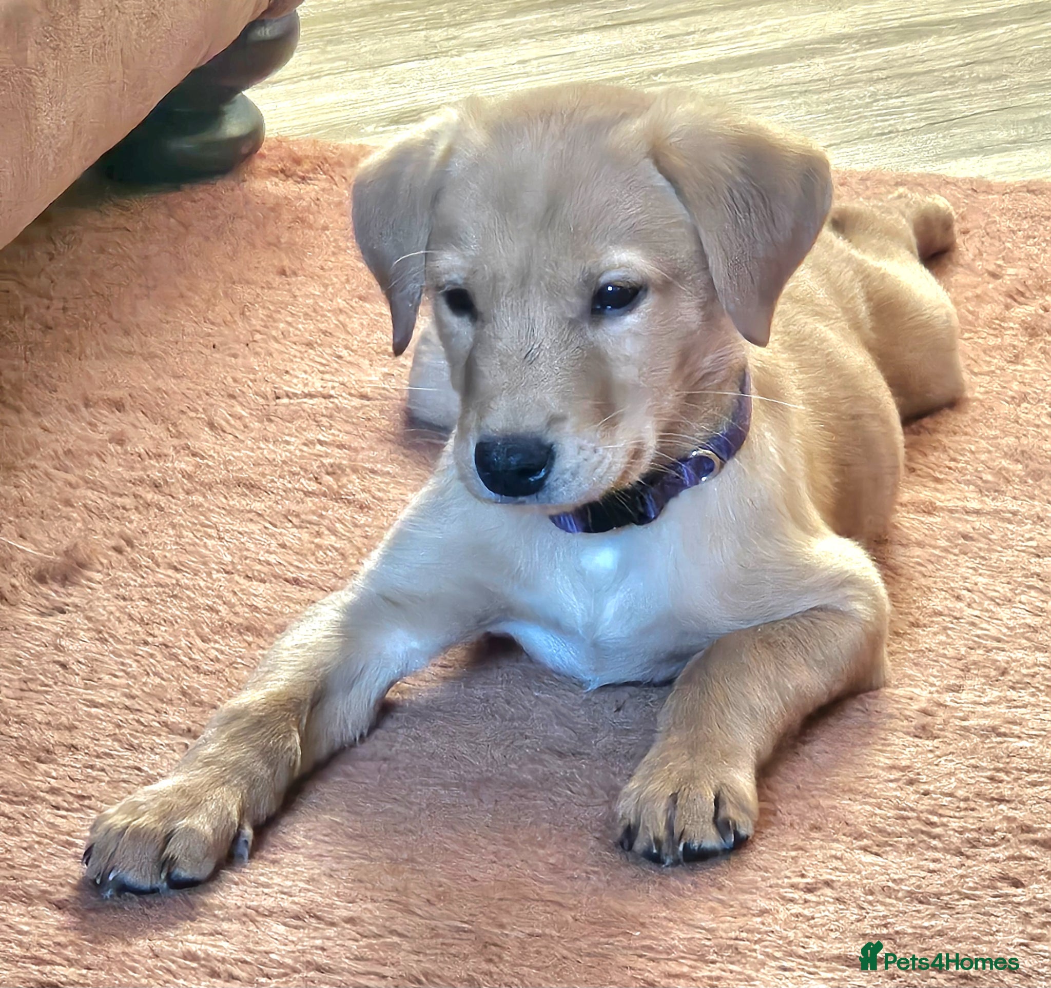 Labrador Retriever dogs Beautiful Fox Red Labrador Retriever Puppies - Advert 2