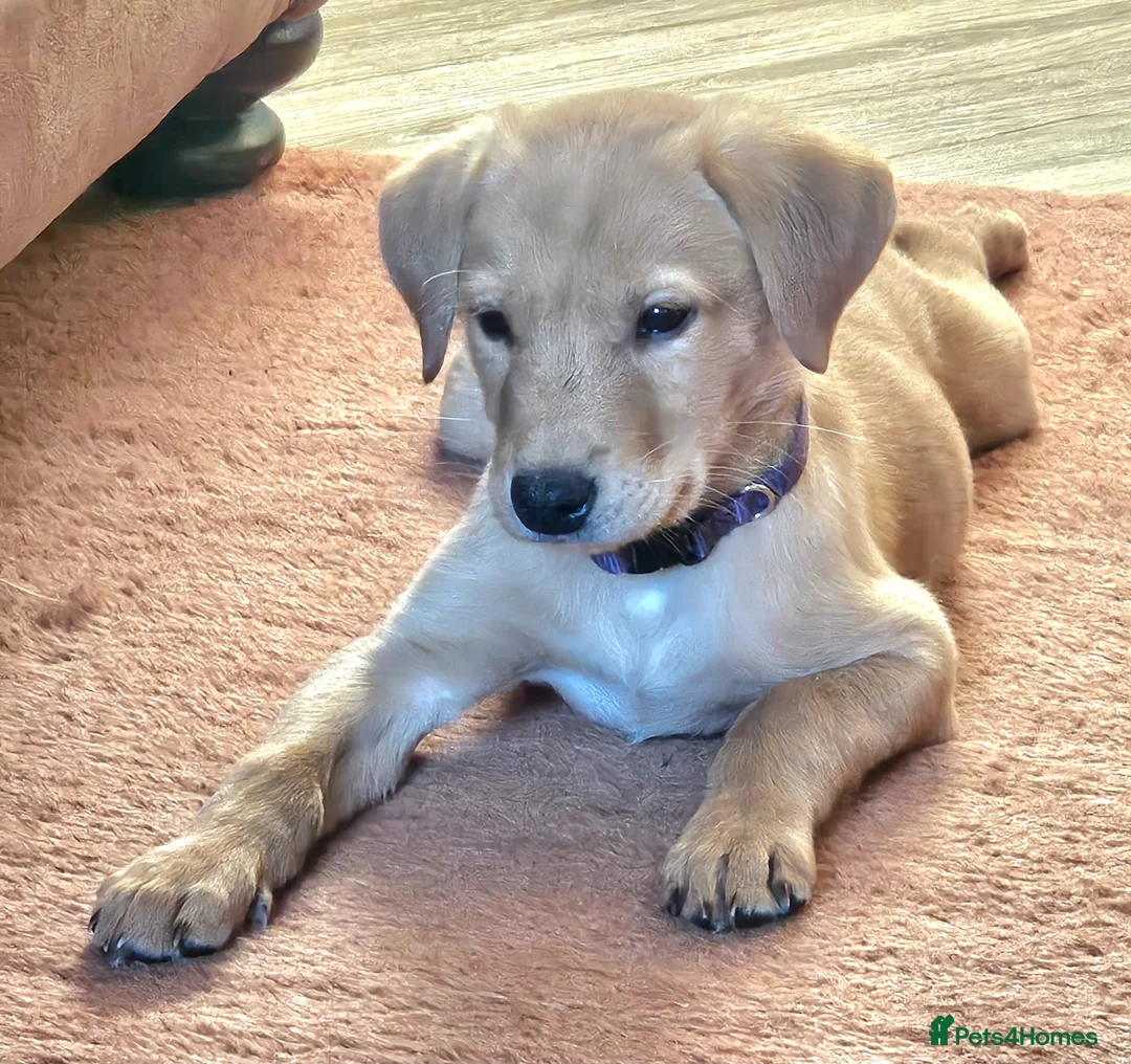 Labrador Retriever dogs for sale: Beautiful Fox Red Labrador Retriever Puppies - Advert 2