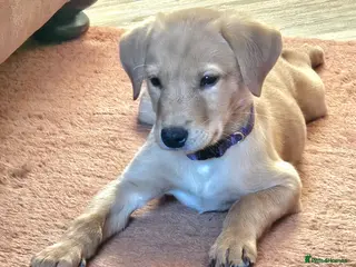 Labrador Retriever dogs Beautiful Fox Red Labrador Retriever Puppies - Advert 1