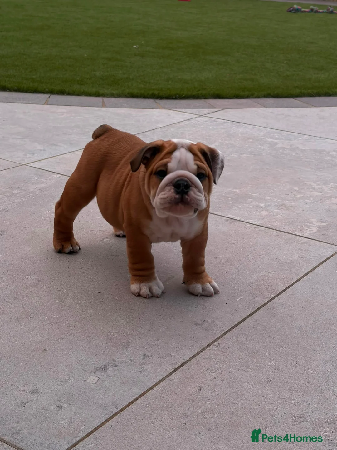 English Bulldog dogs for sale: Stunning Red & White Boy - Advert 2