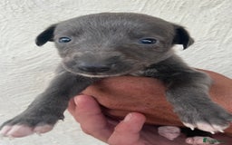 Whippet dogs for sale: Whippet puppies Ready soon! 5 BOYS left  - Image 2
