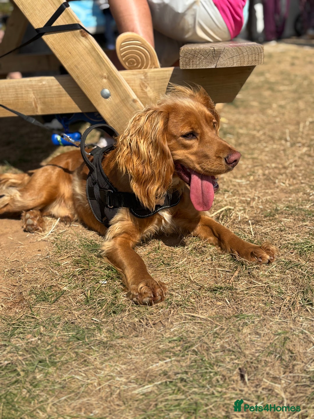 Cocker Spaniel dogs for sale: Cocker spaniel Male 1 year old  - Advert 13