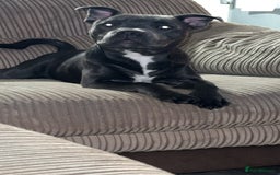 Staffordshire Bull Terrier dogs for sale: Stanley, 7 month old Blue Staffy - Advert 3