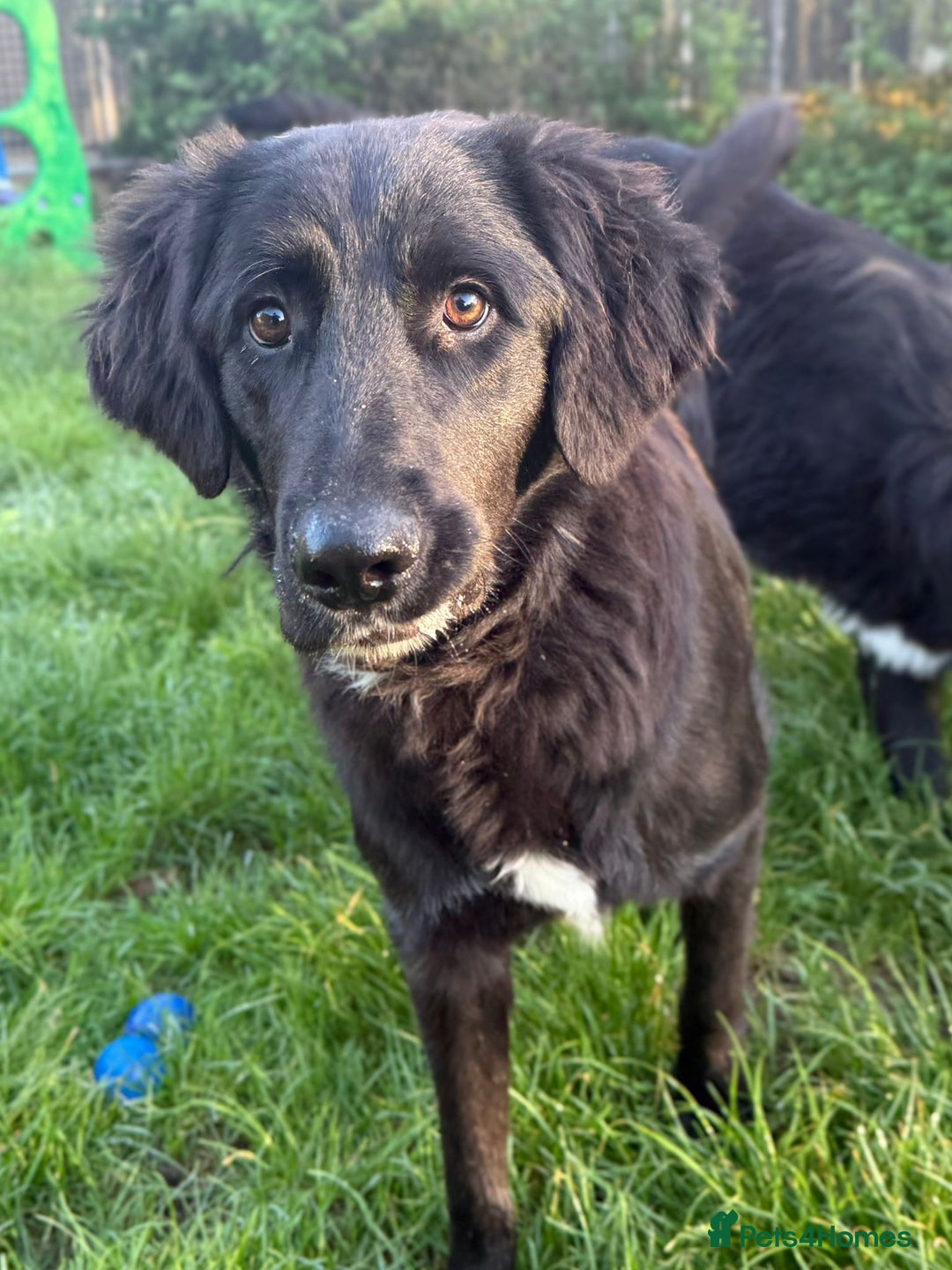 Mixed Breed dogs for adoption: Meet George !!!  - Image 1