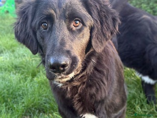 Mixed Breed dogs Meet George !!! - Advert 14