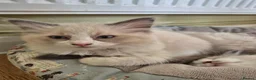 Ragdoll cats for sale: Ragdoll kittens GCCF regsitered - Advert 4