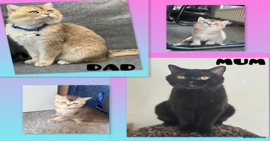 British Shorthair cats - Advert 10