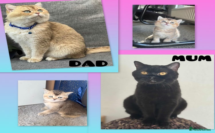 British Shorthair cats - Advert 3