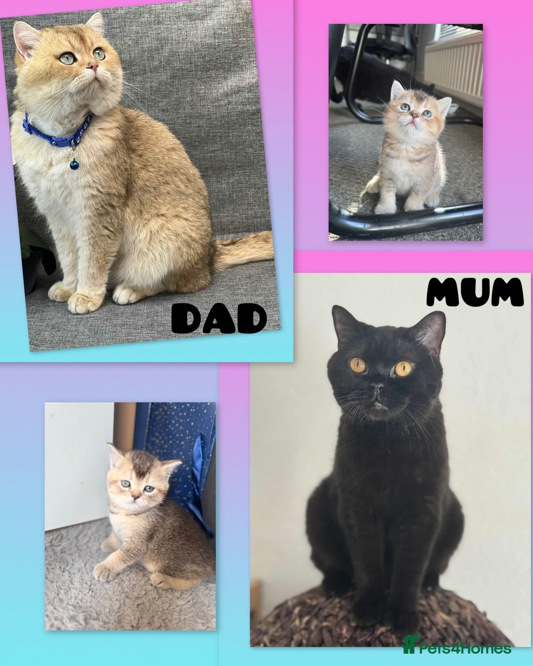 British Shorthair cats for sale: 💖 Stunning BSH kittens - ready for reservations💖 - Image 1