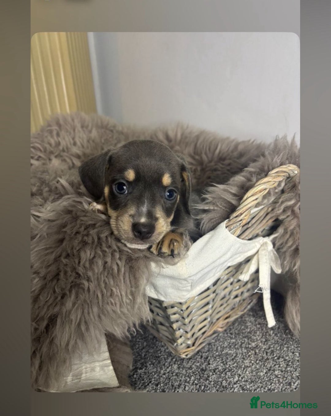 Mixed Breed dogs for sale: Beautiful litter of French bulldog x dachshund  - Advert 3