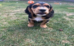Cocker Spaniel dogs for sale: Stunning KC registered Working Cocker Spaniels  - Image 10