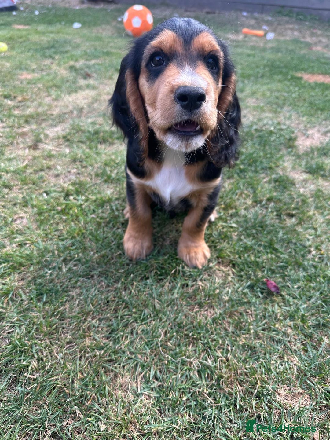 Cocker Spaniel dogs for sale: Stunning KC registered Working Cocker Spaniels  - Image 10