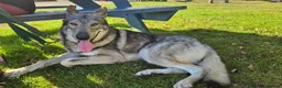 Mixed Breed dogs for sale: Tamaskan Puppies - Advert 4