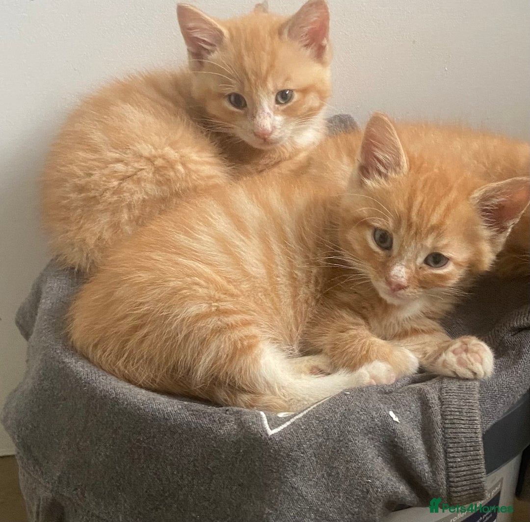 Mixed Breed cats for sale: Male kittens  - Advert 1