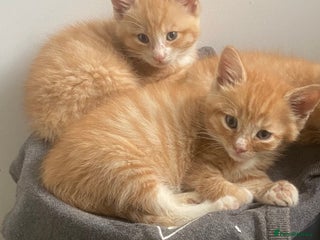 Mixed Breed cats Male kittens - Advert 10