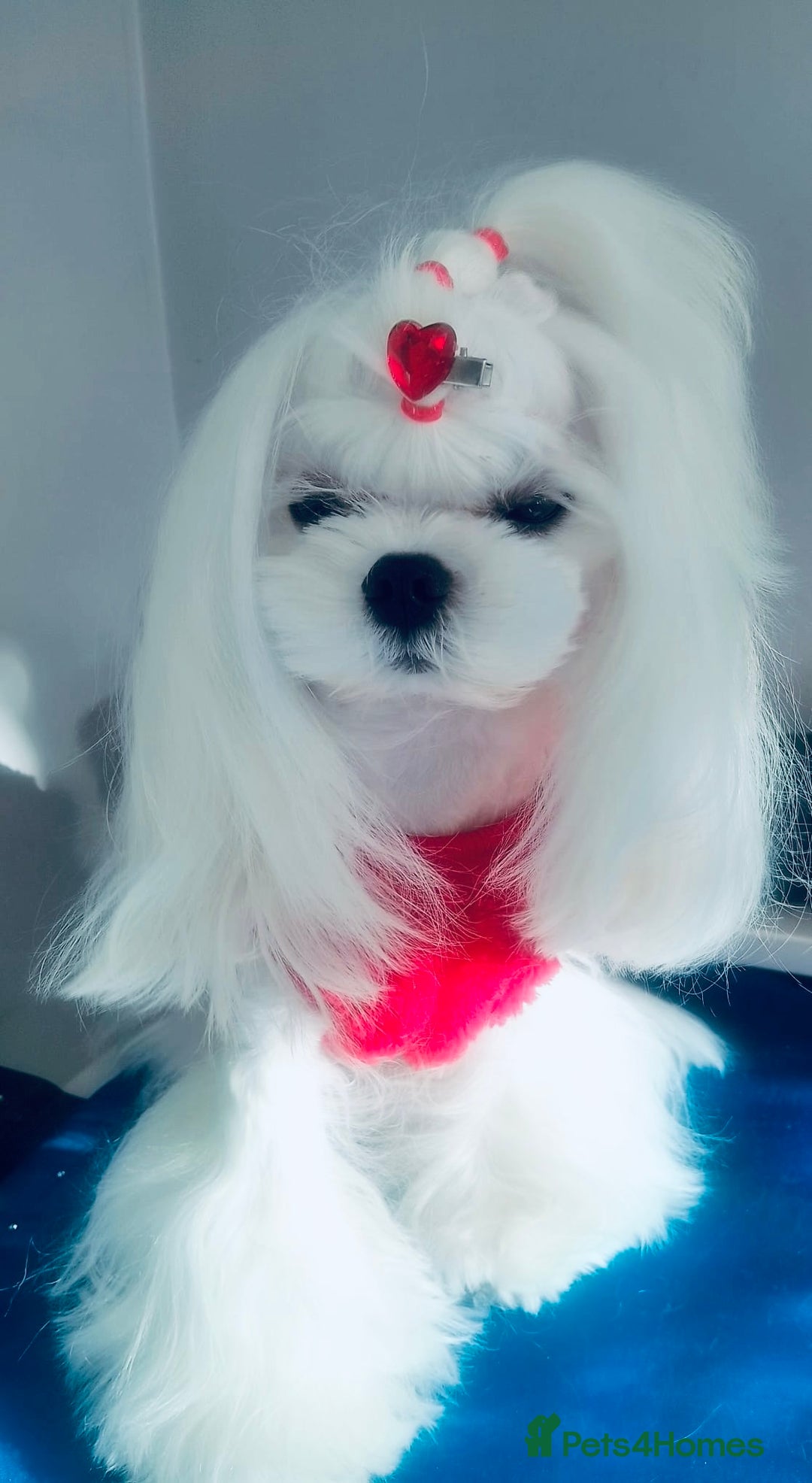 Maltese dogs for stud: 💜DNA health tested Tiny Korean Maltese boy💜 - Advert 10