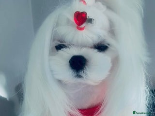 Maltese dogs ❤️DNA health tested Tiny Korean Maltese boy❤️ - Advert 2