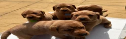 Labrador Retriever dogs for sale: Royal kennel club fox red Labrador puppies  - Advert 8