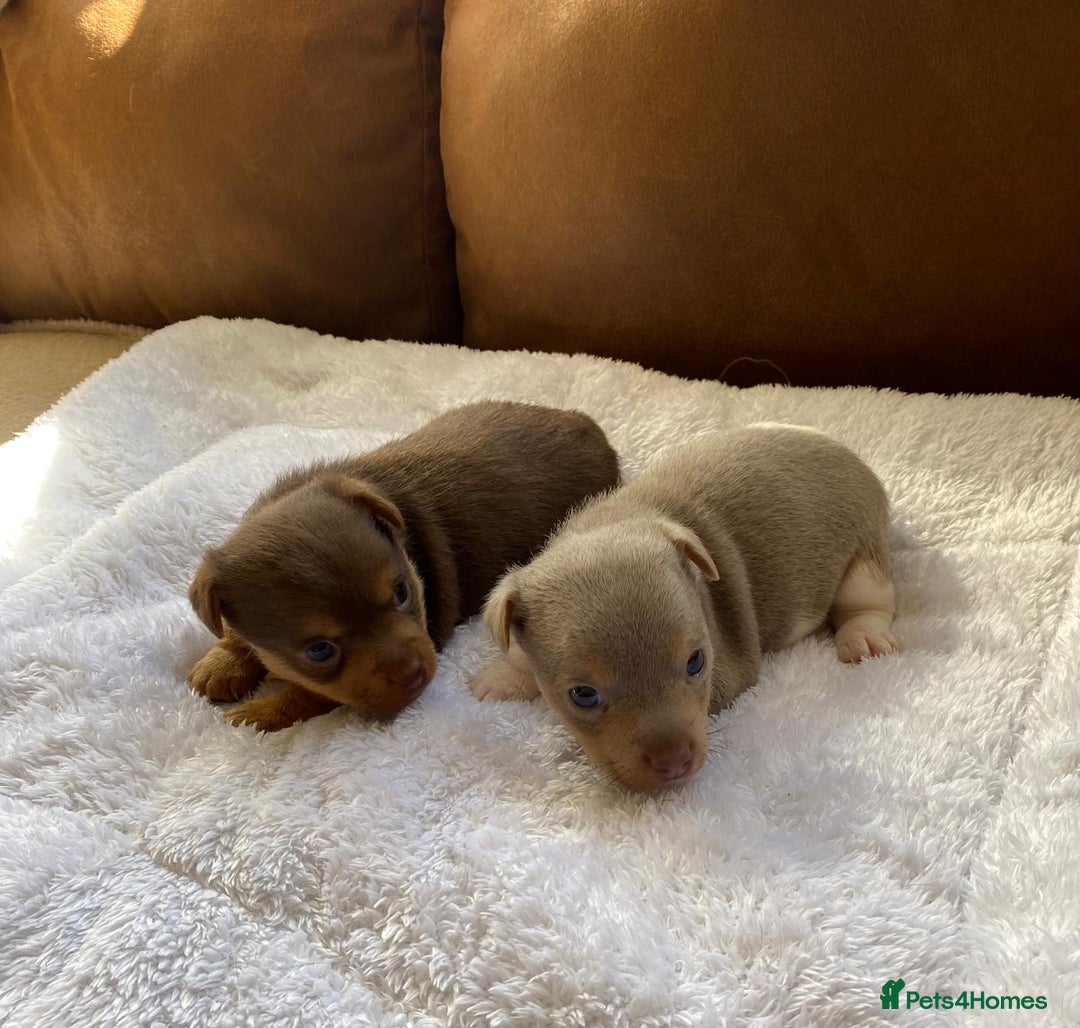Jack Russell dogs for sale: Gorgeous Miniature Jack Russell Puppies For Sale - Image 13