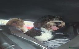 Bernedoodle dogs for sale: Gorgeous bernedoodle for sale - Image 1