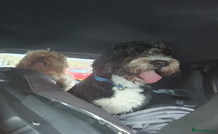 Bernedoodle dogs - Advert 2