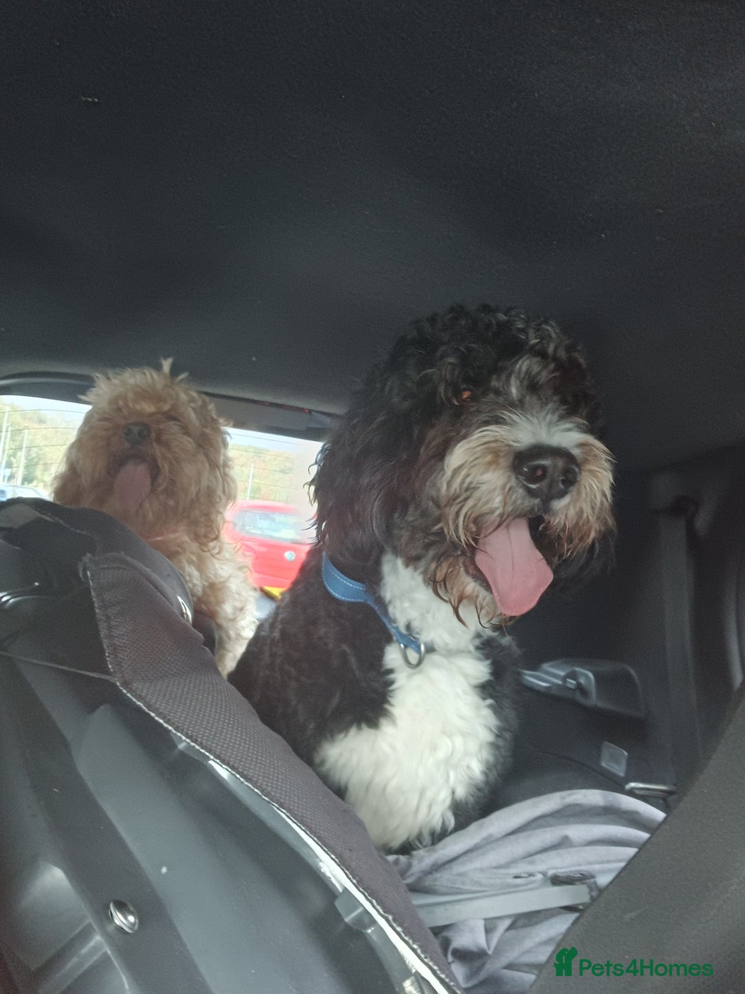 Bernedoodle dogs for sale: Gorgeous bernedoodle for sale - Image 1