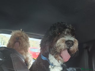 Bernedoodle dogs - Advert 1