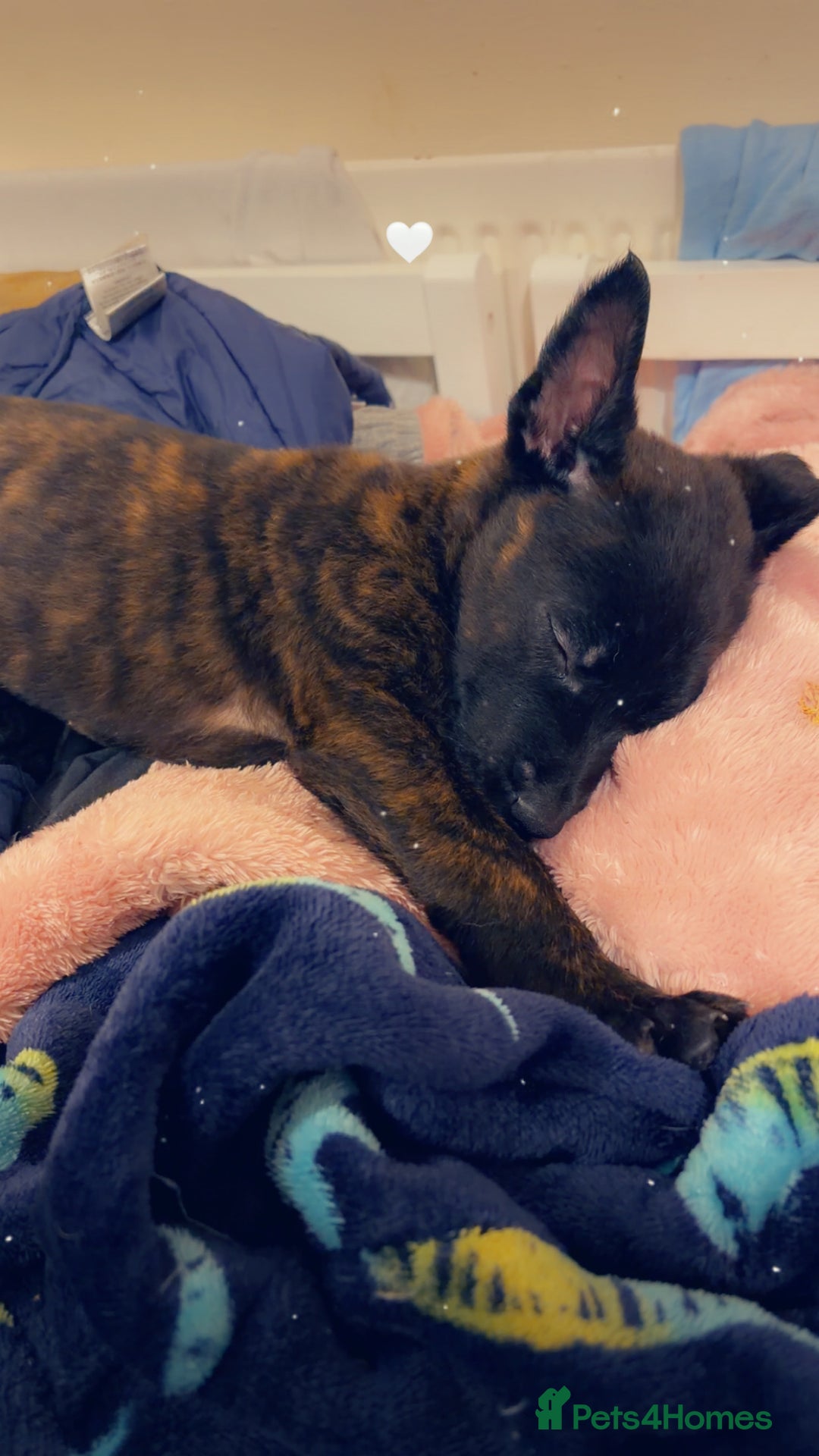 Belgian Shepherd Dog dogs for sale: 9 week old female Belgium mali  - Advert 3