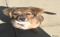 Chiweenie dogs for sale: Mabel - chiweenie. - Image 8