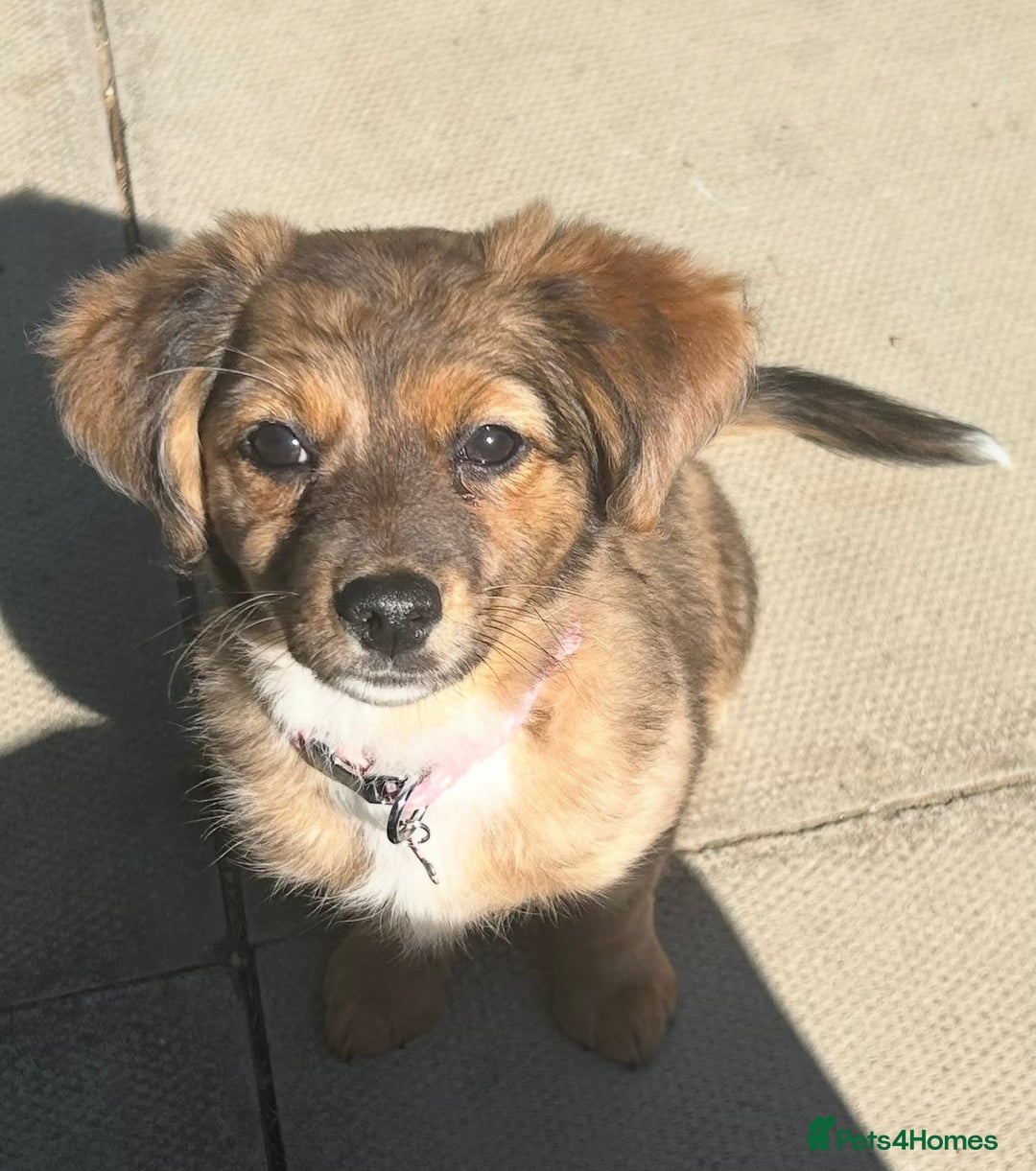 Chiweenie dogs for sale: Mabel - chiweenie. - Image 8
