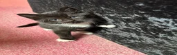 Mixed Breed cats for sale: 😽 black and white male 😽 - Advert 5
