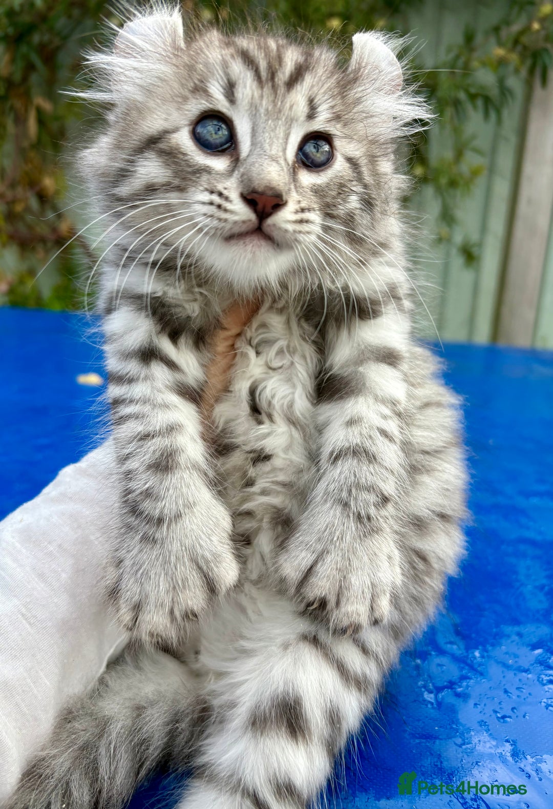 Keetso cats for sale: Superb rare polydactyl curled eared Keetso boy.  - Image 6