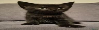 Domestic Shorthair 1