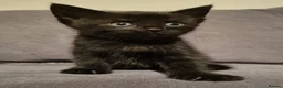 Domestic Shorthair cats for sale: Kittens for sale in Yeovil - Advert 2