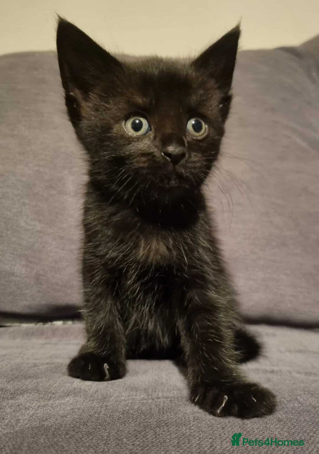 Domestic Shorthair cats for sale: Kittens for sale in Yeovil - Advert 2