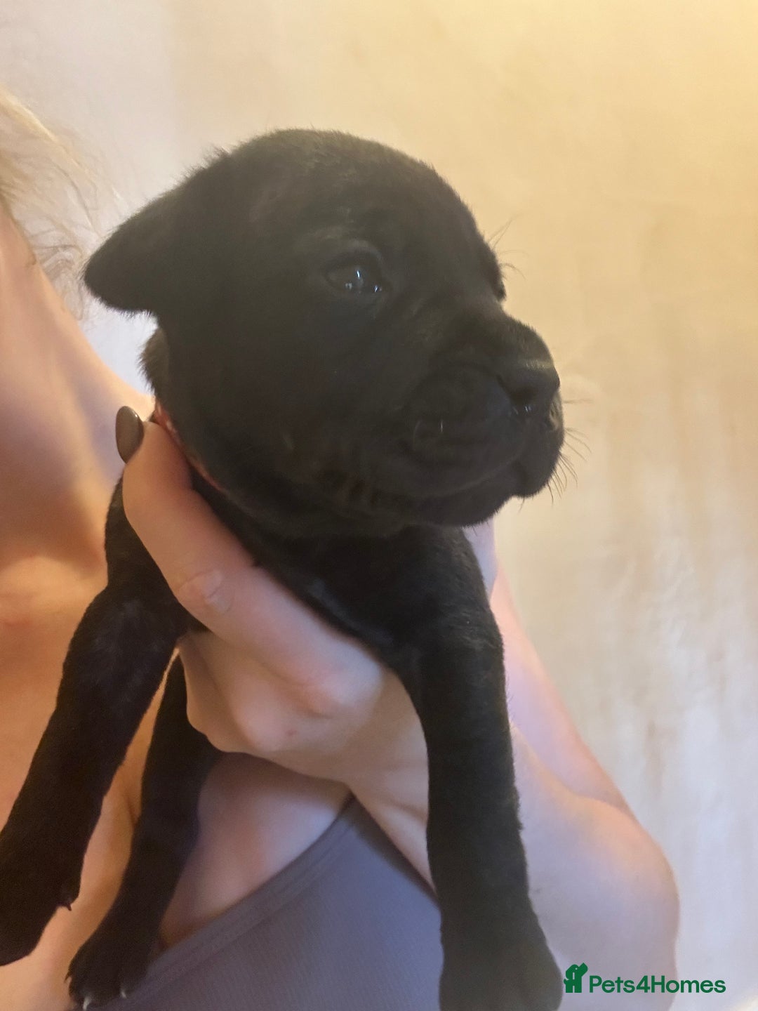 Staffordshire Bull Terrier dogs for sale: 5 staff pups  - Image 10