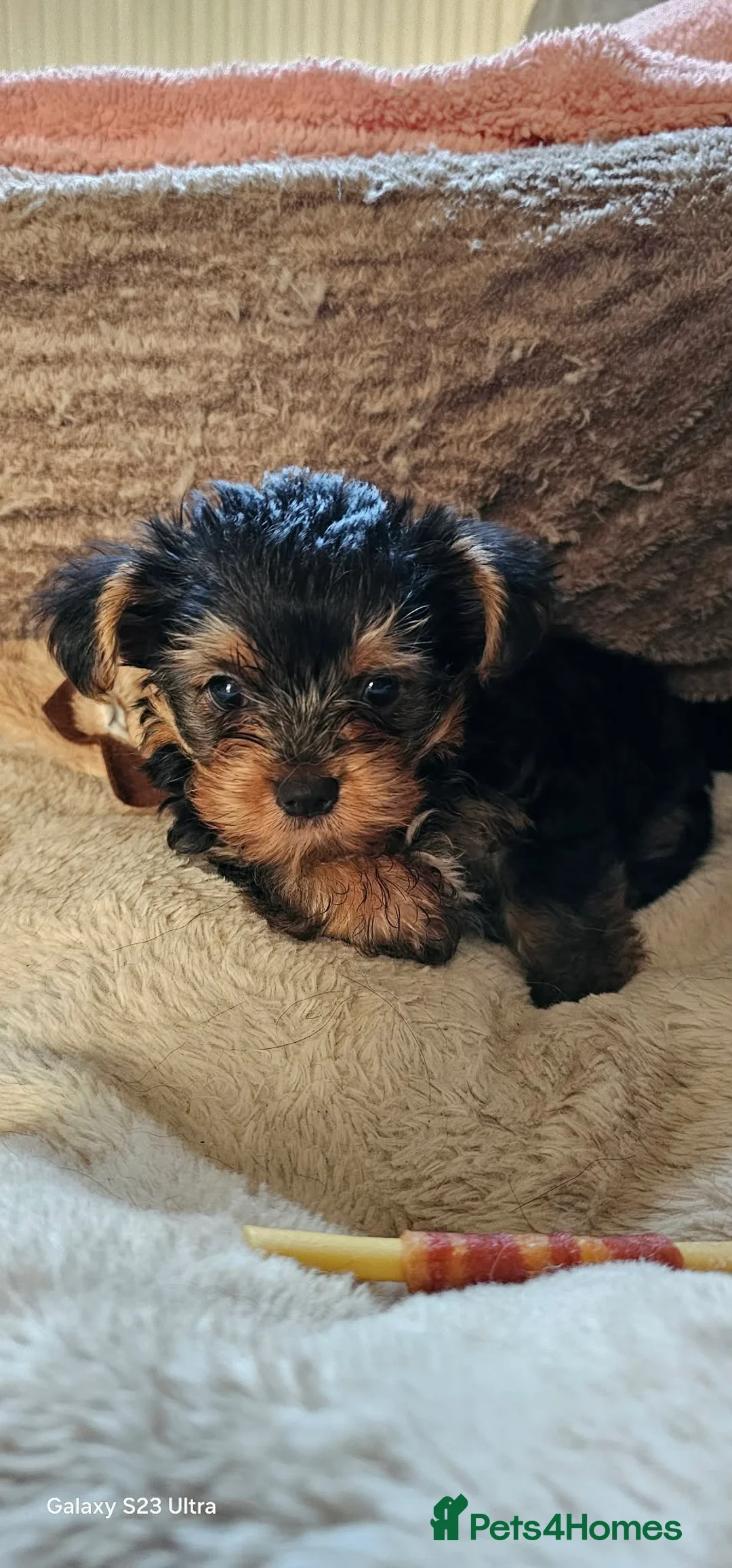 Yorkshire Terrier dogs for sale: Mini yorkies  - Advert 1