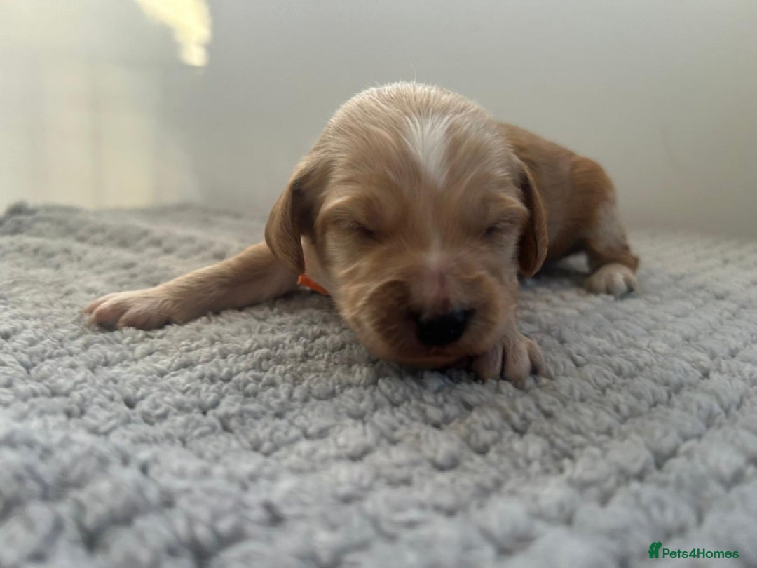 Mixed Breed dogs for sale: Apricot Cockapoo puppies ready to leave 6th march  - Advert 27