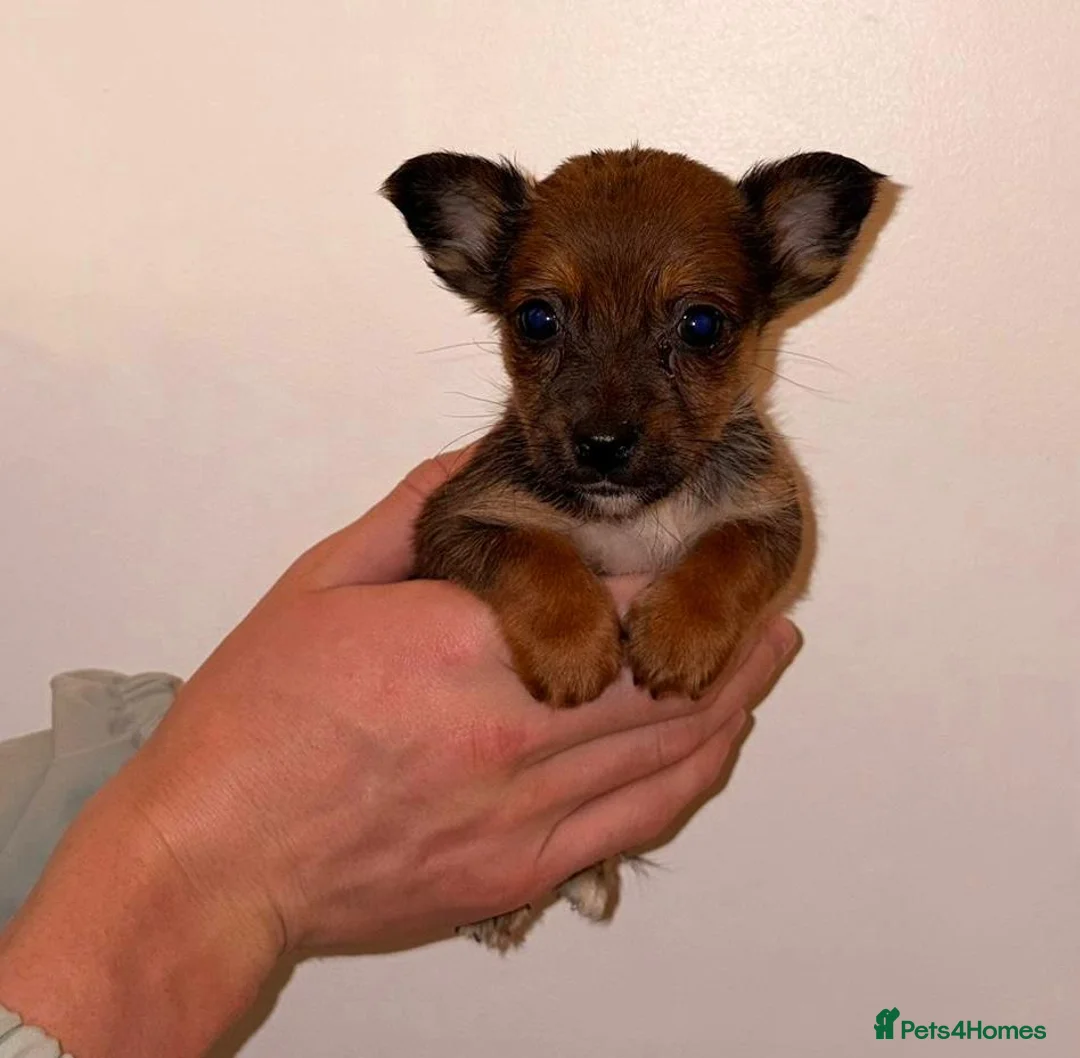 Chihuahua dogs for sale: Chihuahua Puppies  - Advert 9