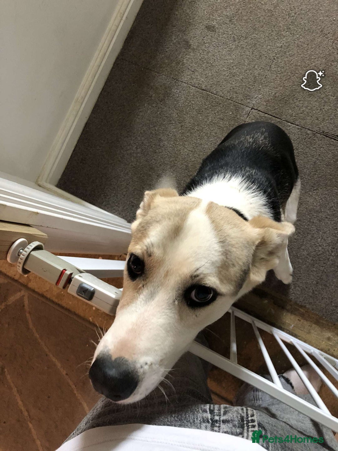Mixed Breed dogs for sale: german shepherd pup for sale  - Image 3