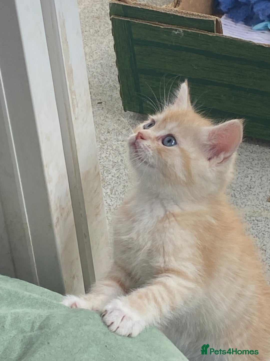 Persian cats for sale: Silver and Cream chinchilla kittens - Image 18