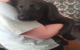 Labradoodle dogs for sale: ☆Ready to leave☆ CHUNKY PUPPIES ☆ - Advert 19