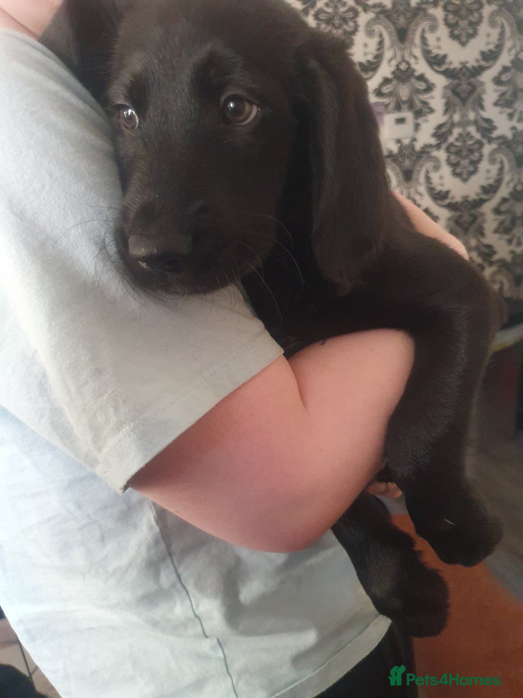 Labradoodle dogs for sale: ☆Ready to leave☆ CHUNKY PUPPIES ☆ - Advert 19