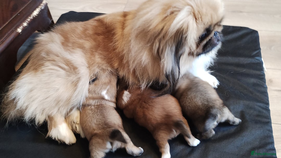 Pekingese dogs for sale: Pekingese puppies. Eastbourne - Advert 3