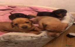 Dachshund dogs for sale: Dachshund puppies  - Image 9