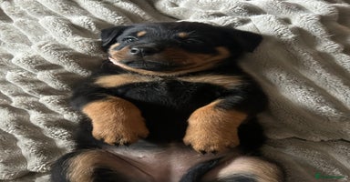 Rottweiler dogs - Advert 3