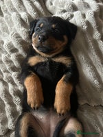 Rottweiler dogs - Advert 9