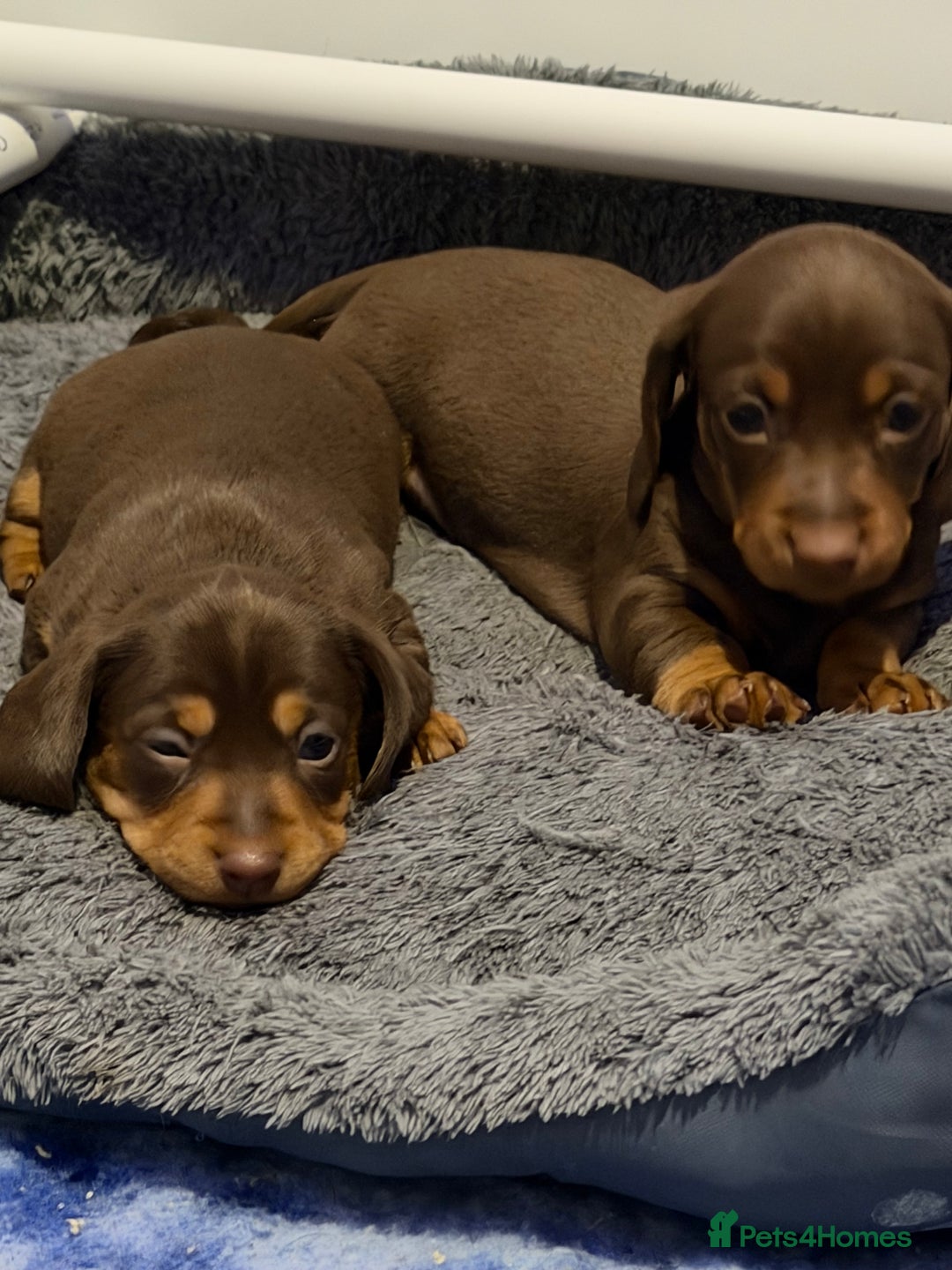 Miniature Dachshund dogs for sale: Stunning minature dachshunds  - Advert 2