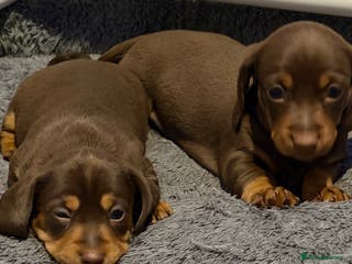 Miniature Dachshund dogs Stunning minature dachshunds - Advert 8