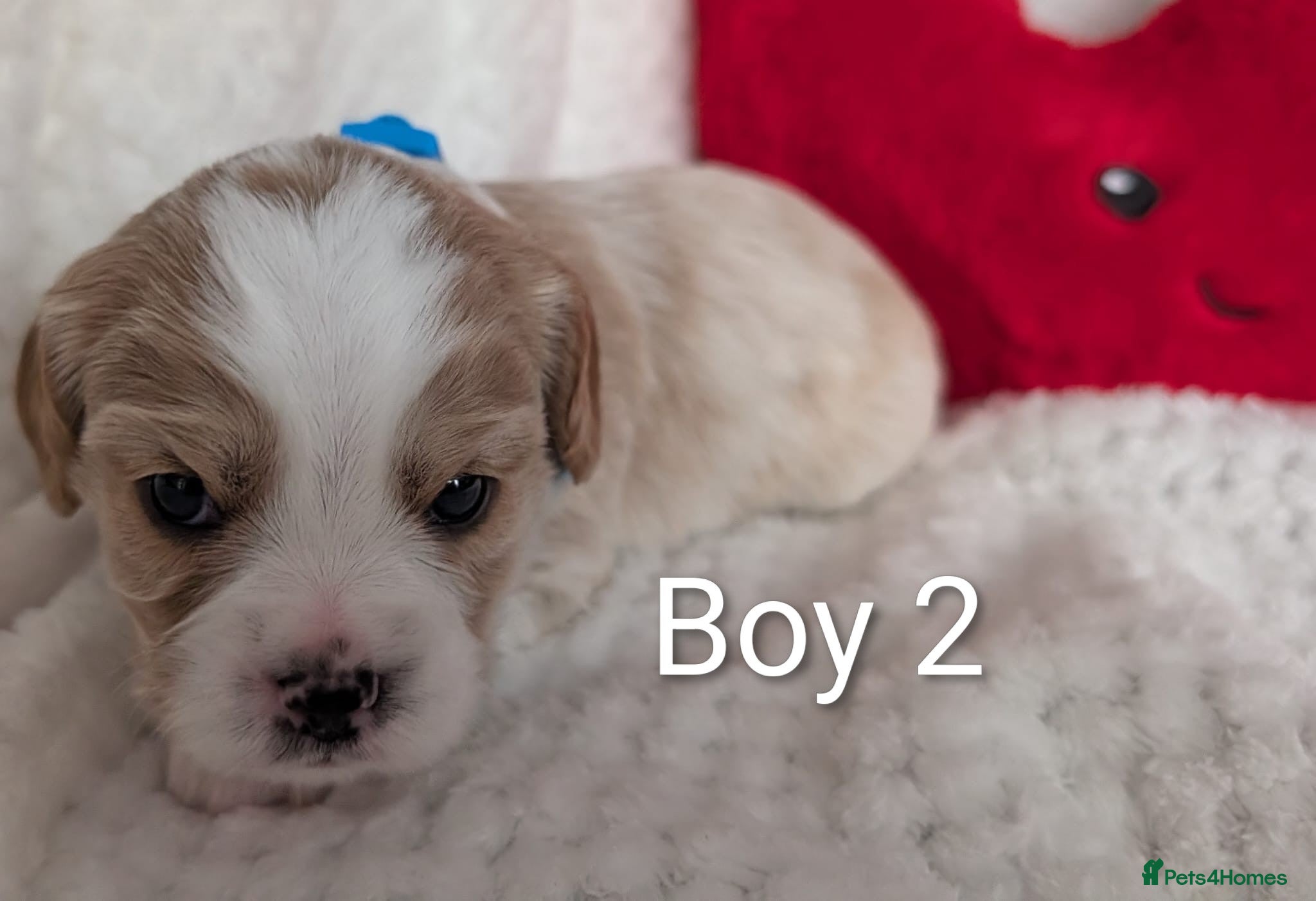 Cavalier King Charles Spaniel dogs for sale: Cavalier King Charles Stunning Puppies! in Aldershot - Advert 16